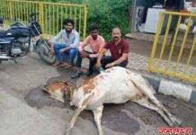 गर्भवती गो मातेला अज्ञात आयशर मालवाहतूक वाहनाने दिली जोरदार धडक बजरंग दलाचे कार्यकर्ते सचिन येवले यांनी दिले जीवन दान