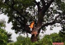 नांद्रा येथे निबांच्या झाडावर विज पडल्याने झाड पेटले