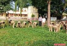 महात्मा गांधी विद्यालय सामनेर एनसीसी तर्फे स्वच्छता ही सेवा उपक्रम