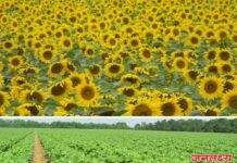 कापूस व सूर्यफुलाचे बियाणे वेळेवर व पुरेशा प्रमाणात उपलब्ध करुन द्या खा. उन्मेश पाटील यांचे मागणी