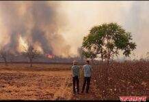 बांबरुड जंगलाला आग गेल्या वर्षीची आगीची पुणरावूत्ती