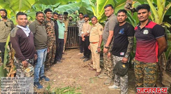 यावल तालुक्यातील डांभुर्णी शिवारात दोन वर्षांच्या चिमुरडीला बिबट्याने उचलून नेऊन ठार केल्यानंतर अखेर वनविभागाच्या तातडीच्या कारवाईत बिबट्याला जेरबंद करण्यात यश