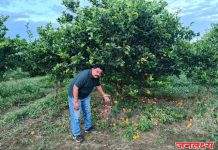 पाचोरा तालुक्यातील मोसंबी बागायतदार संकटात :तात्काळ पंचनामे करण्याची कॉग्रेस ची मागणी