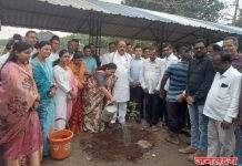 पाचोऱ्यात सेवा पंधरवडा निमित्त भाजपा शहरतर्फे वृक्षरोपण
