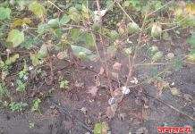 अतिवृष्टीने कपाशीची कैऱ्या सडली; बळीराजाचे स्वप्न धुळीला