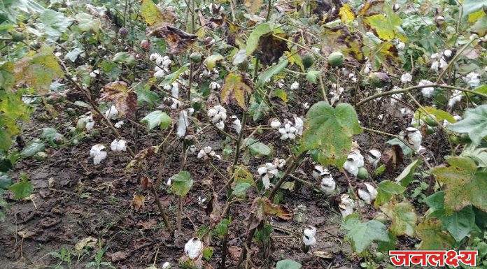 सोयगाव तालुक्यात पावसाचा कहर — शेतकऱ्यांचे मोठ्या प्रमाणात कापूस पिकाचे नुकसान