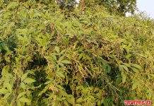 सोयगाव तालुक्यात तूर–हरभरा–मका पिकांवर किडीचा प्रादुर्भाव