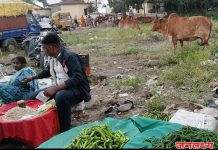 सोयगावमध्ये मोकाट जनावरांचा धुमाकूळ मुख्य रस्ते, चौक, बाजारपेठ झाली उच्छादग्रस्त – नागरिक त्रस्त, अपघातांची मालिका सुरू