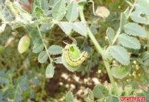 हरभरा पिकाच्या संरक्षणासाठी कृषी विभाग सज्ज