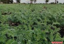 हरभरा पिकाच्या संरक्षणासाठी कृषी विभाग सज्ज घाटेअळी नियंत्रणासाठी एकात्मिक व्यवस्थापनाचा अवलंब करण्याचे कृषी अधिकारी भारत कासार यांचे आवाहन