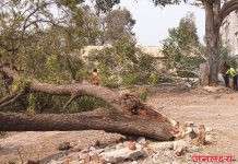 सोयगांव : शासकीय झाडांची अवैध्य सर्रास कत्तल ; अर्थपूर्ण व्यव्हातून वन विभाग निद्रिस्थ कारवाई कोण करणार ?