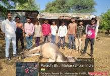 वादळी पावसात वीज कोसळून बैलाचा मृत्यू; शेतकऱ्याचे ५० हजारांचे नुकसान