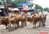 सोयगाव शहरात मोकाट जनावरांचा उच्छाद; नागरिकांच्या सुरक्षेचा प्रश्न ऐरणीवर