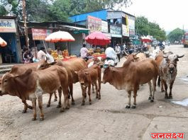 सोयगाव शहरात मोकाट जनावरांचा उच्छाद; नागरिकांच्या सुरक्षेचा प्रश्न ऐरणीवर
