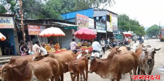 सोयगाव शहरात मोकाट जनावरांचा उच्छाद; नागरिकांच्या सुरक्षेचा प्रश्न ऐरणीवर