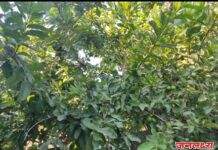 स्वतःच्या हातांनी वृक्ष लागवड करून आज त्यातील फळं पाहून पत्रकार राहुल महाजन याचं मन बहरून गेले