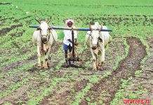 जळगाव जे डी सी सी बँकेचा चा भोंगळ कारभार? व्याज भरण्यास सक्ती करत असल्याने शेतकऱ्यांची तक्रार